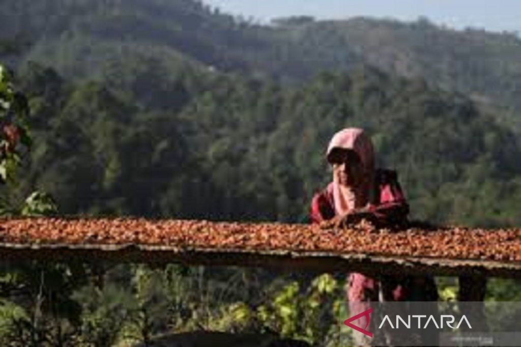 Disbun Sultra sebut harga kakao non fermentasi turun jadi Rp110.000 per kg